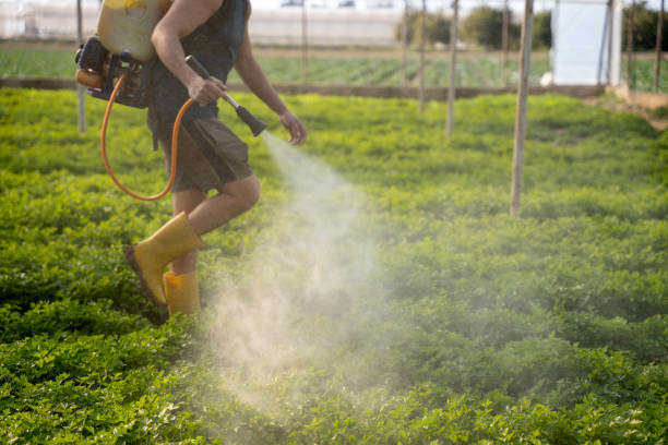 Best Emergency Pest Control  in Maize, KS