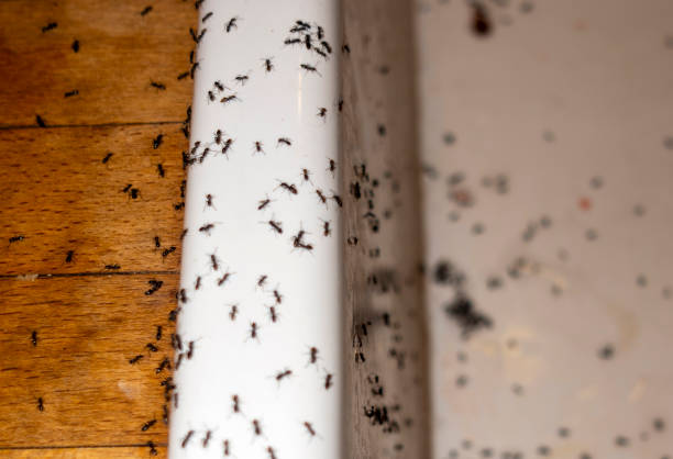 Best Residential Pest Control  in Maize, KS