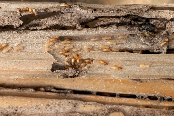 Best Emergency Pest Control  in Maize, KS