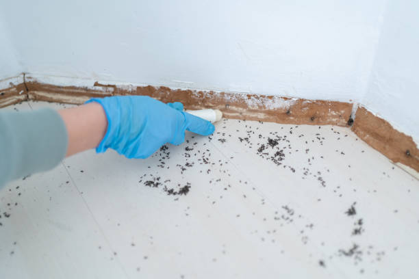 Best Pest Inspection Near Me  in Maize, KS